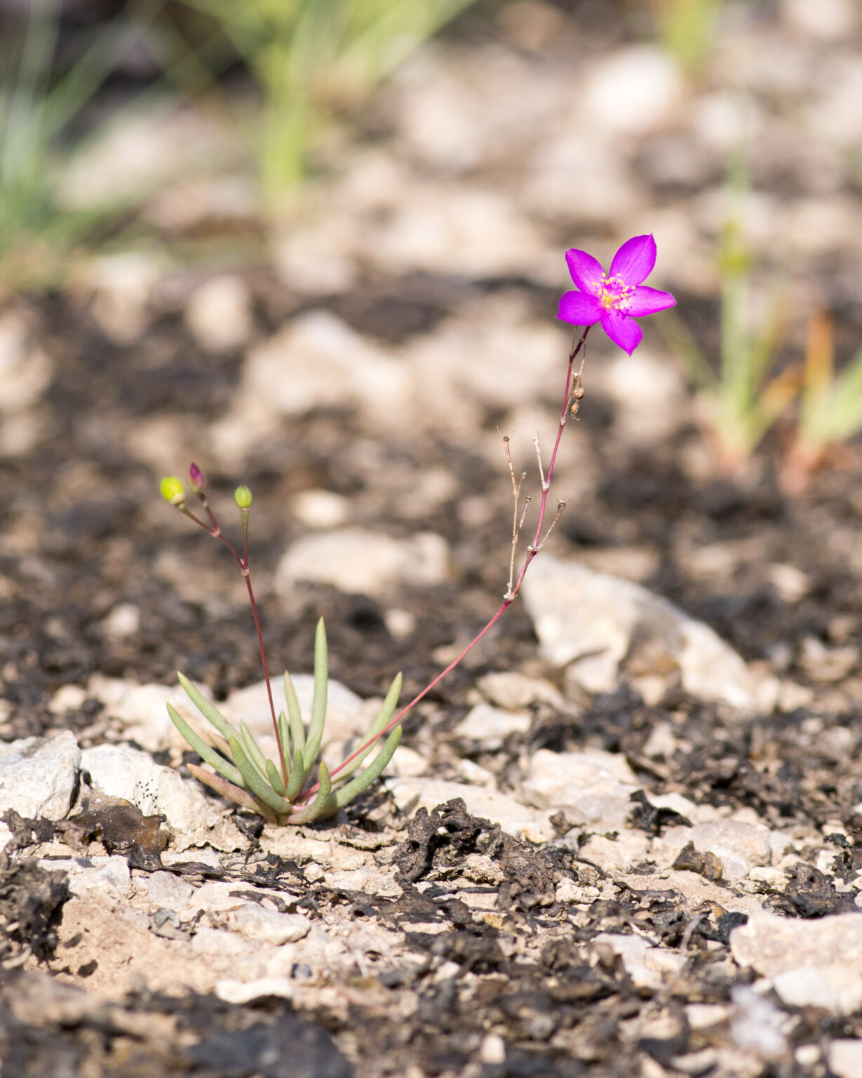 Limestone Fameflower