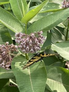 Common Milkweed