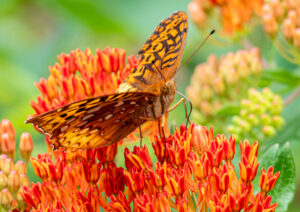 Great Spangled Fritillary on Butterfly Milkweed